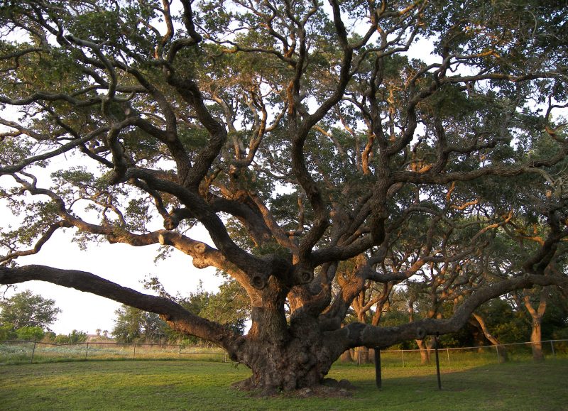 free_use_live_oak_tree_wikimedia